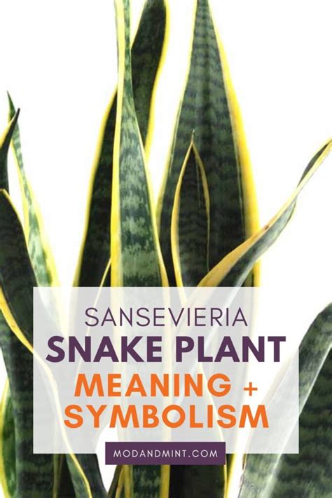 Snake Plants: Symbolic Meanings And Their Significance.